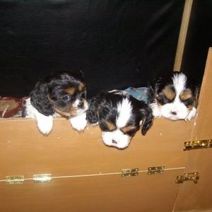 Meet your Posher, Maria